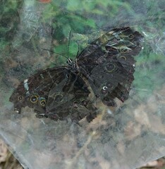Morpho