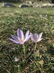 Crocus thomasii