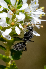 Camponotus niveosetosus
