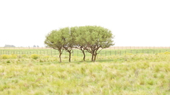 Geoffroea decorticans