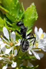Camponotus niveosetosus