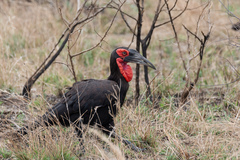 Bucorvus leadbeateri