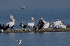 Pelecanus crispus