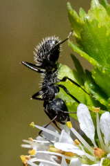 Camponotus niveosetosus