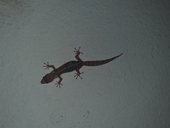 Afrogecko porphyreus