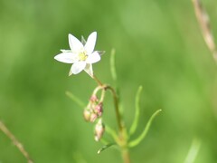 Spergula arvensis