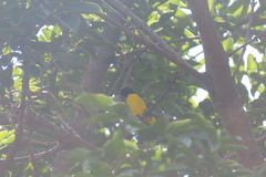 Euphonia affinis