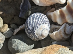 Austrocochlea porcata