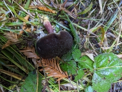 Xerocomellus atropurpureus