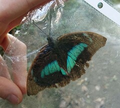 Archaeoprepona demophon