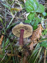 Xerocomellus atropurpureus