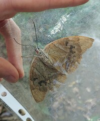 Archaeoprepona demophon