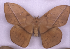 Lonomia rufescens