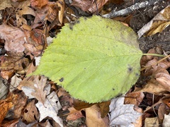 Tilia americana