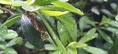 Araneus lathyrinus