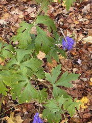Aconitum napellus