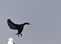 Phalacrocorax capensis