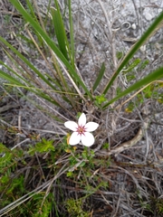 Adenandra uniflora