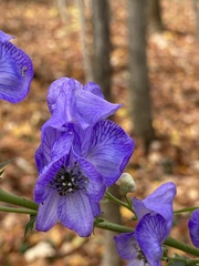 Aconitum napellus