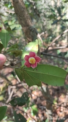Ternstroemia
