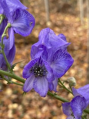 Aconitum napellus
