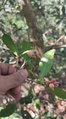Ternstroemia