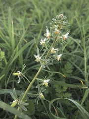 Reseda phyteuma