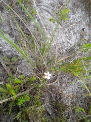 Adenandra uniflora