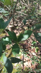 Ternstroemia