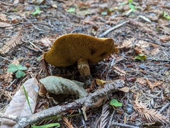 Suillus caerulescens