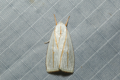 Cryptophasa flavolineata
