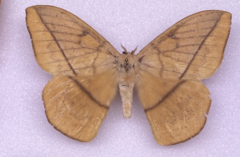 Lonomia electra