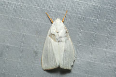 Cryptophasa flavolineata