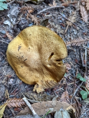 Suillus caerulescens