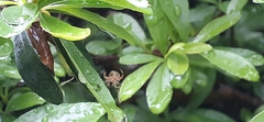 Araneus lathyrinus