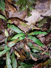 Notogrammitis ciliata