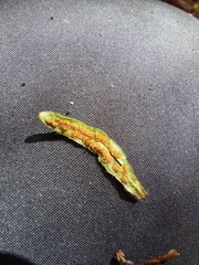 Notogrammitis ciliata