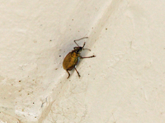 Sciobius