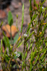 Coleonema juniperinum