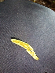 Notogrammitis ciliata