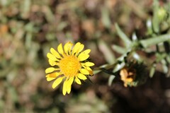 Grindelia
