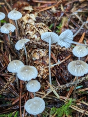 Mycena capillaripes