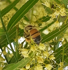 Apis mellifera
