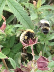 Bombus muscorum