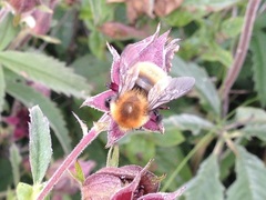 Bombus muscorum