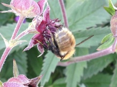 Bombus muscorum