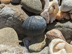 Nerita melanotragus