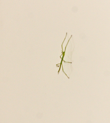 Phalces brevis