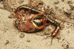 Cormocephalus