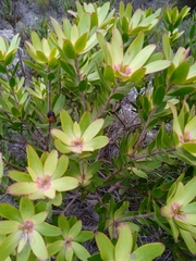 Leucadendron gandogeri